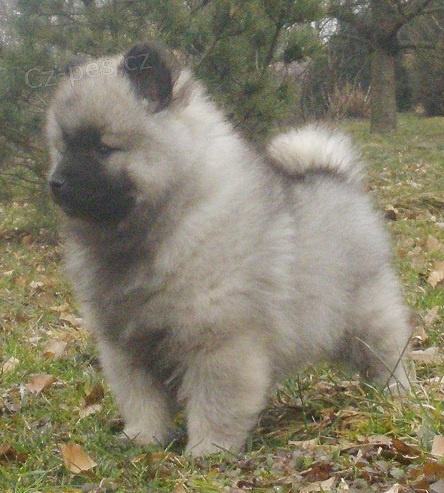 Vl�� �pic / keeshond �t��ata s PP 