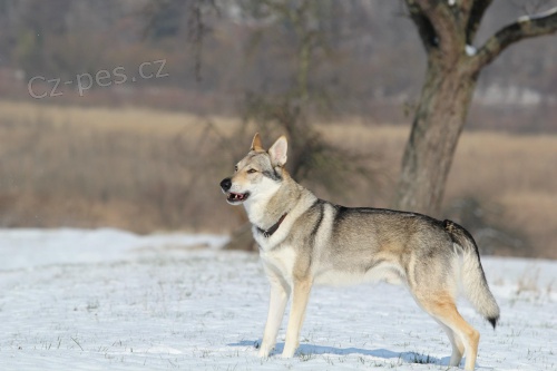 �t��ata �eskoslovensk�ch vl��k� s PP