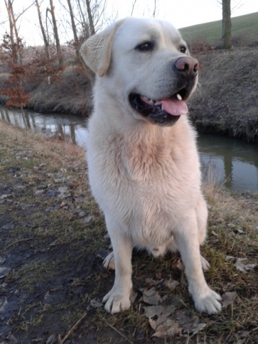 N�dhern� Labradorsk� retr�vr ke kryt�