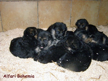 N�meck� ov��k - �t��ata s PP