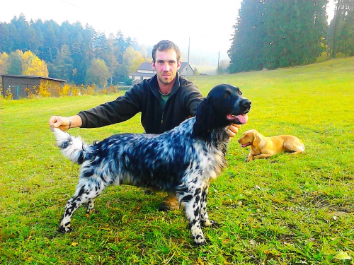 Velk� m�nsterlandsk� oha�, zad�m �t��ata