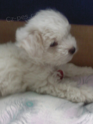 Prod�m �t��ata Bolo�sk�ho ps�ka 