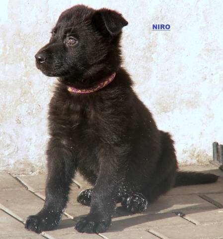 Chovn� fena NO a �t��ata ze dvou vrh�