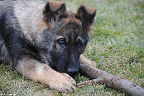 Prod�m 4m�s��n� fenku NO s PP