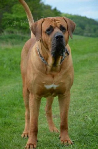 Tosa Inu - nab�dka kryt� psem s PP inter�ampionem