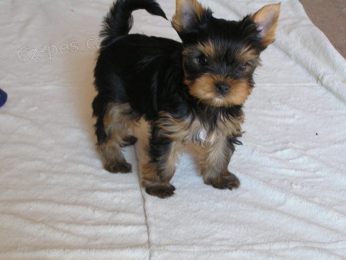 nab�z�m k prodeji pejsky yorkterriera s PP