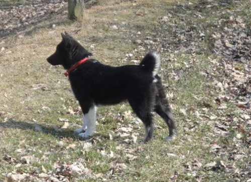 rusko-evropsk� lajka - �t�n�