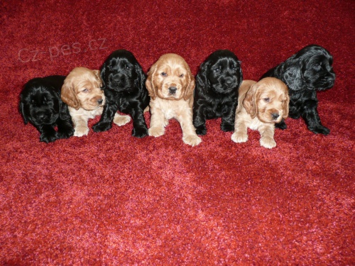 Anglick� kokr�pan�l