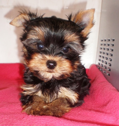 yorkshire terrier s PP 