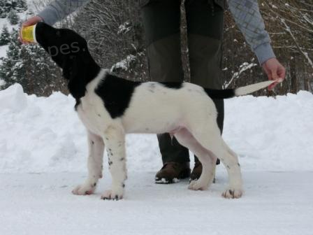 �t�n� - pejsek velk�ho m�nsterlandsk�ho oha�e