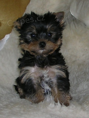 �t��ata jork��ra