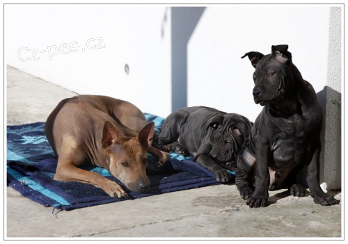 Thajsk� ridgeback - posledn� 2 �ern� �t���tka