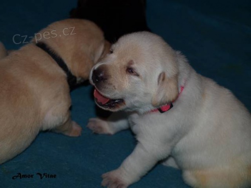 Labradorsk� retr�vr s PP