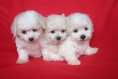 �t���tka b�l�ho bolon��ka