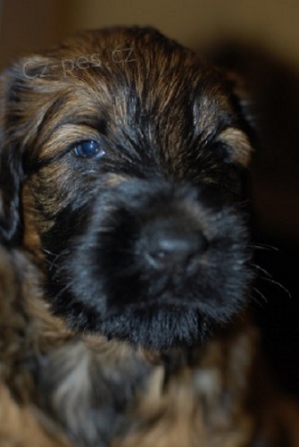Briard-�t���tka plav� i �ern�, v�born� spole�n�ci