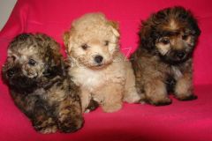 Bolo�sk� barevn� �t���tka