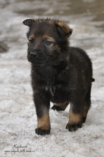 N�meck� ov��k