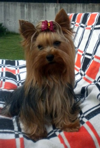 Kryt� jork��rsk� teri�r