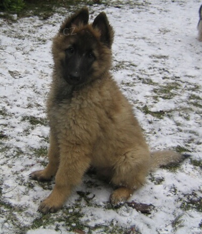 Belgick� ov��k Tervueren