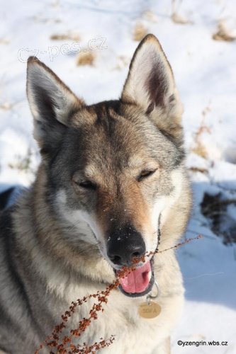 Zad�me �t���tka �eskoslovensk�ch vl��k� s PP