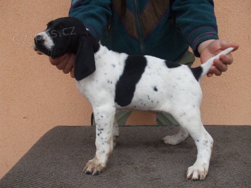 �t��ata NKO s PP