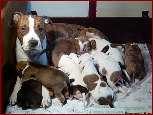 Americk� staford��rsky teri�r s PP