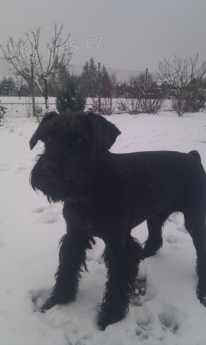 St�edn� kn�ra� ke kryt�