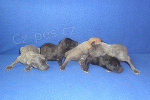 Italsk� chrt�k - �t��ata s pp