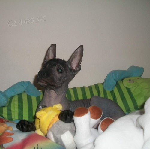 peru�nsk� nah�� mal�