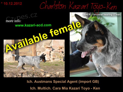 Australsk� hon�ck� pes