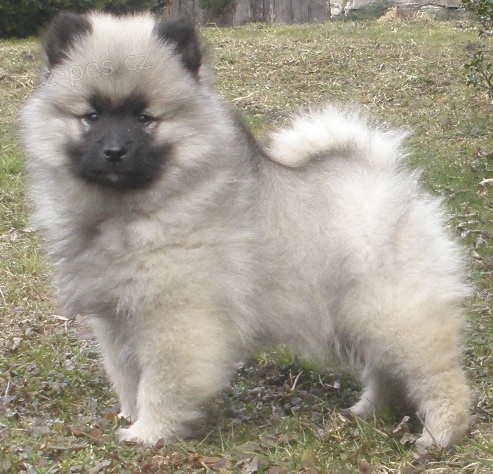 N�meck� �pic vl�� / keeshond kr�sn� �t��ata s PP