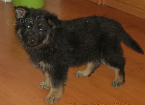 N�meck� ov��k - prod�m �t��ata