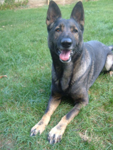 Daruji do dobr�ch rukou