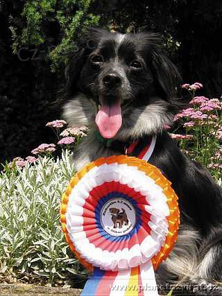 Al�k�v poh�r 2013