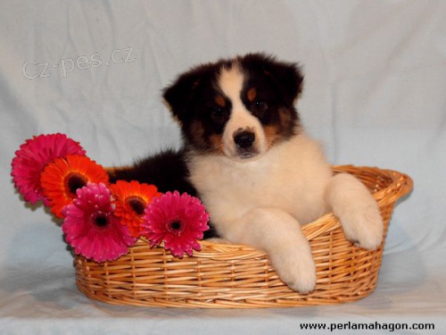 �t���tka aus�k�