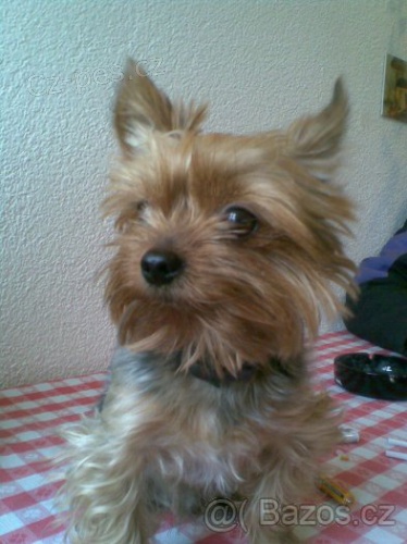 Koup�m �t���tko jorka s PP