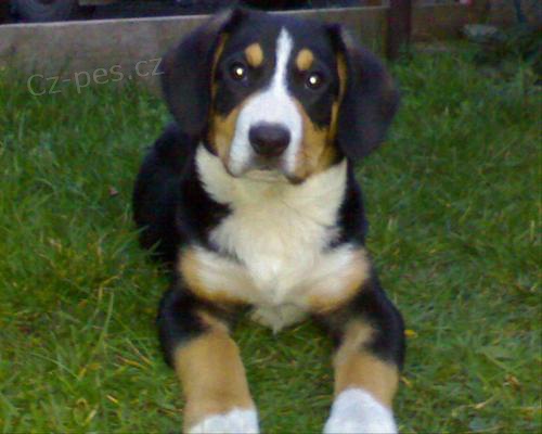 Entlebu�sk� sala�nick� pes