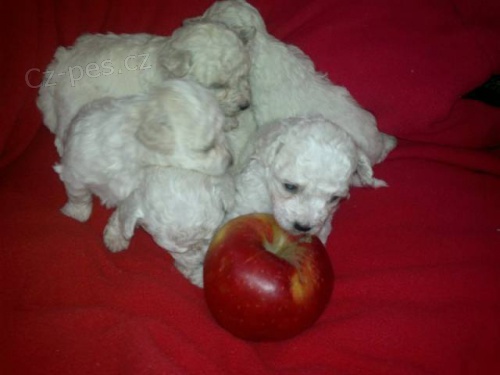 �t�n�tka b�l�ho bolon��ka