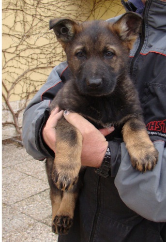 Kr�sn� vlko�ed� pejsek s PP