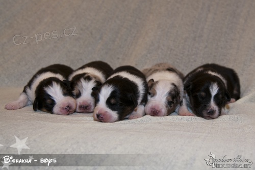 Australsk� ov��k - p�ekr�sn� �t���tka s PP