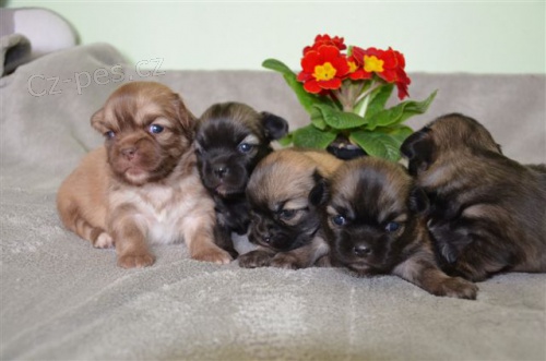 tibetsk� �pan�l