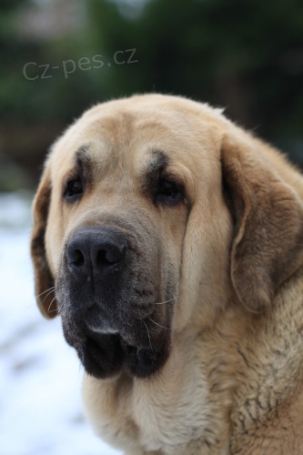 �pan�lsk� mastin �t��ata s PP