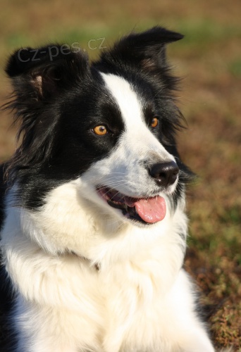 �T��ATA BORDER KOLIE