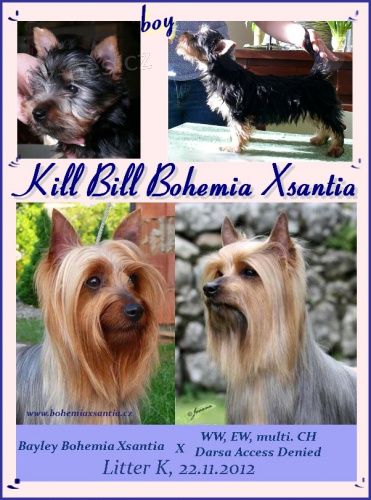 Australsk� silky teri�r �t���tka