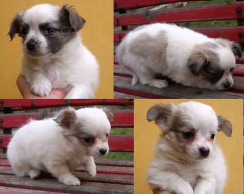 �ivava dlouhosrst�