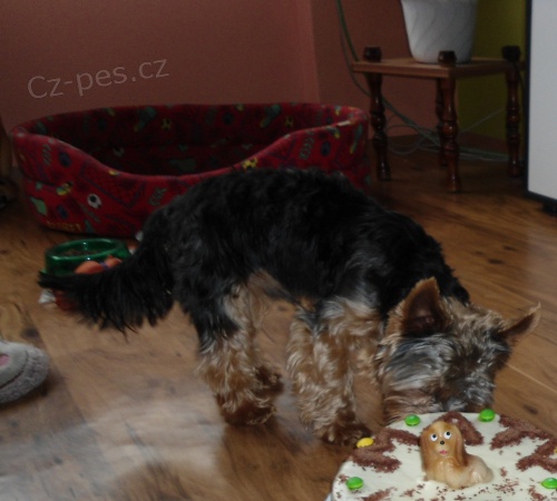 Hled�me fene�ku na kryt�