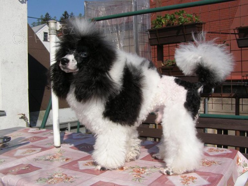 Pudl harlek�n kryt�