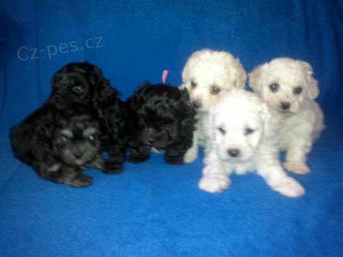 �t���tka B�l�ch i Barevn�ch bolon��ku