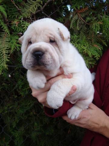 �ARPEJ, Shar-pei