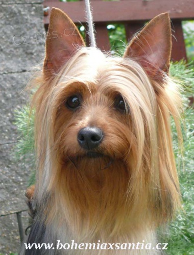 Australsk� silky teri�r - �t���tka